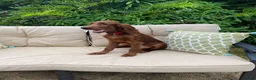Irish Setter dogs for sale: One Boy available- KC Irish Setter Puppies - Advert 5