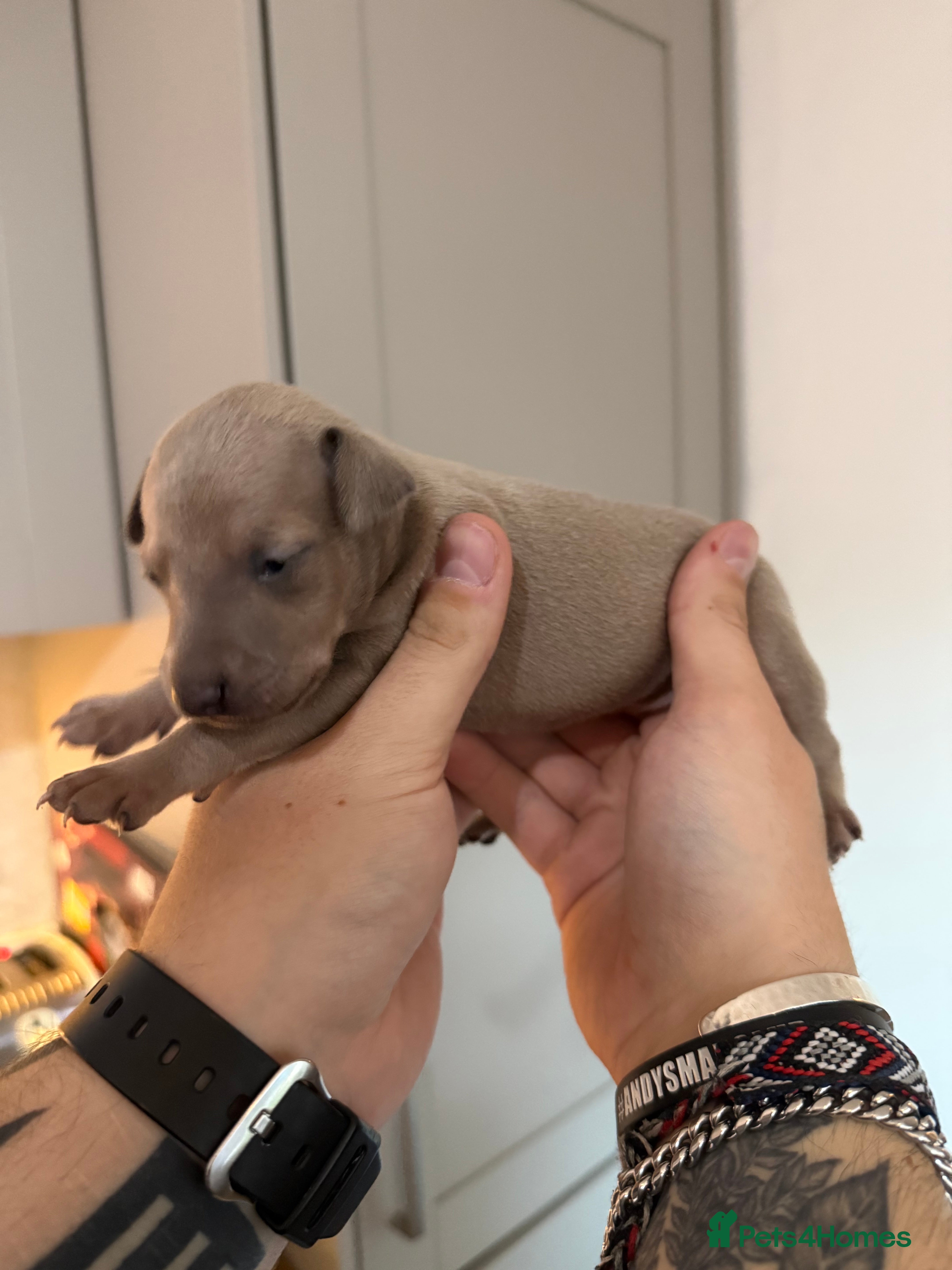 Italian Greyhound dogs KCRegistered Italian Greyhounds 🐾 - Advert 2