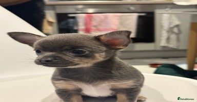 Chihuahua dogs - Advert 11