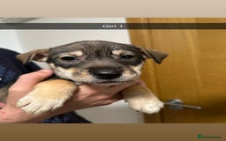 Mixed Breed dogs for sale: Puppies for sale  - Image 36