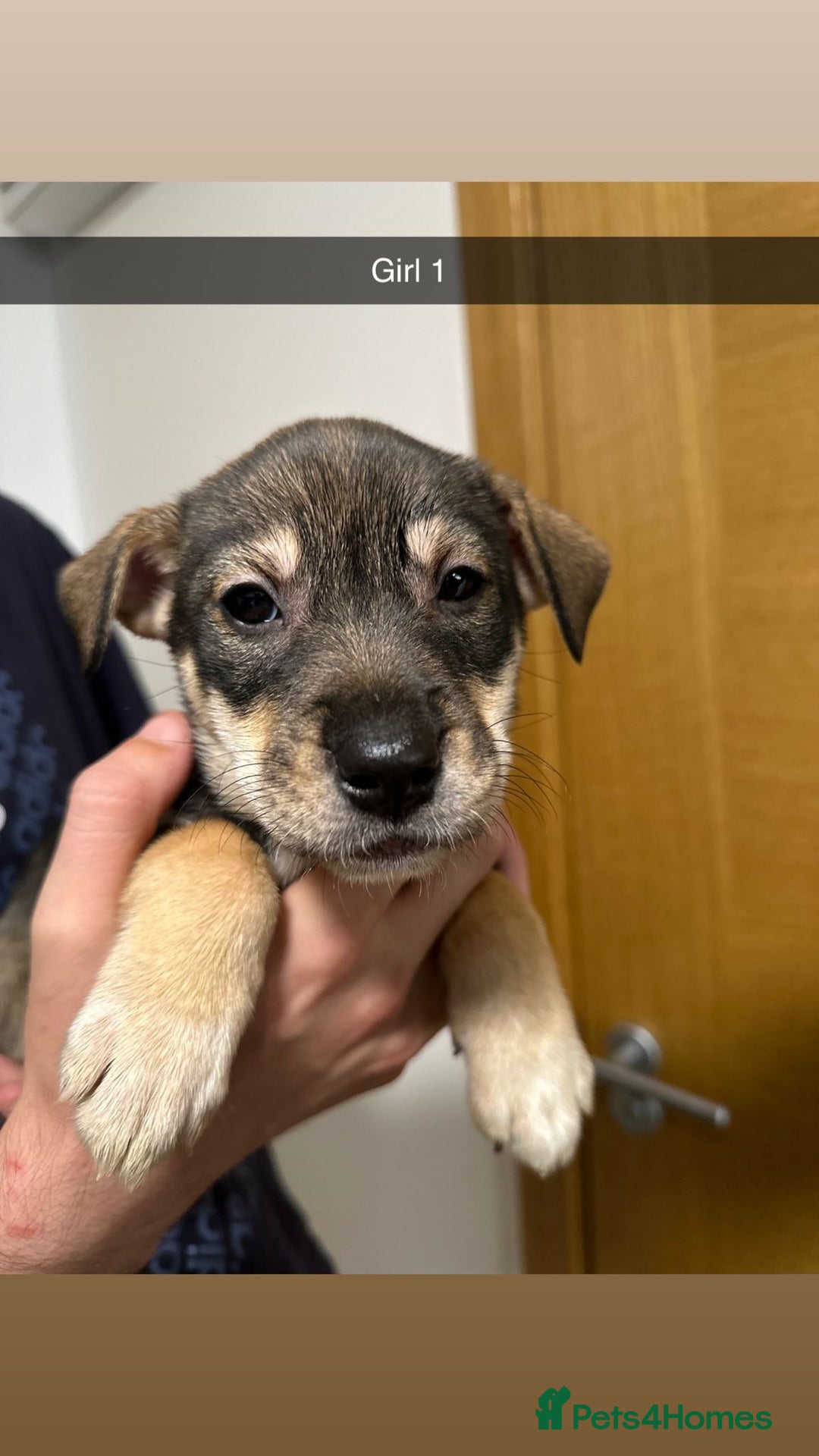 Mixed Breed dogs for sale: Puppies for sale  - Image 36