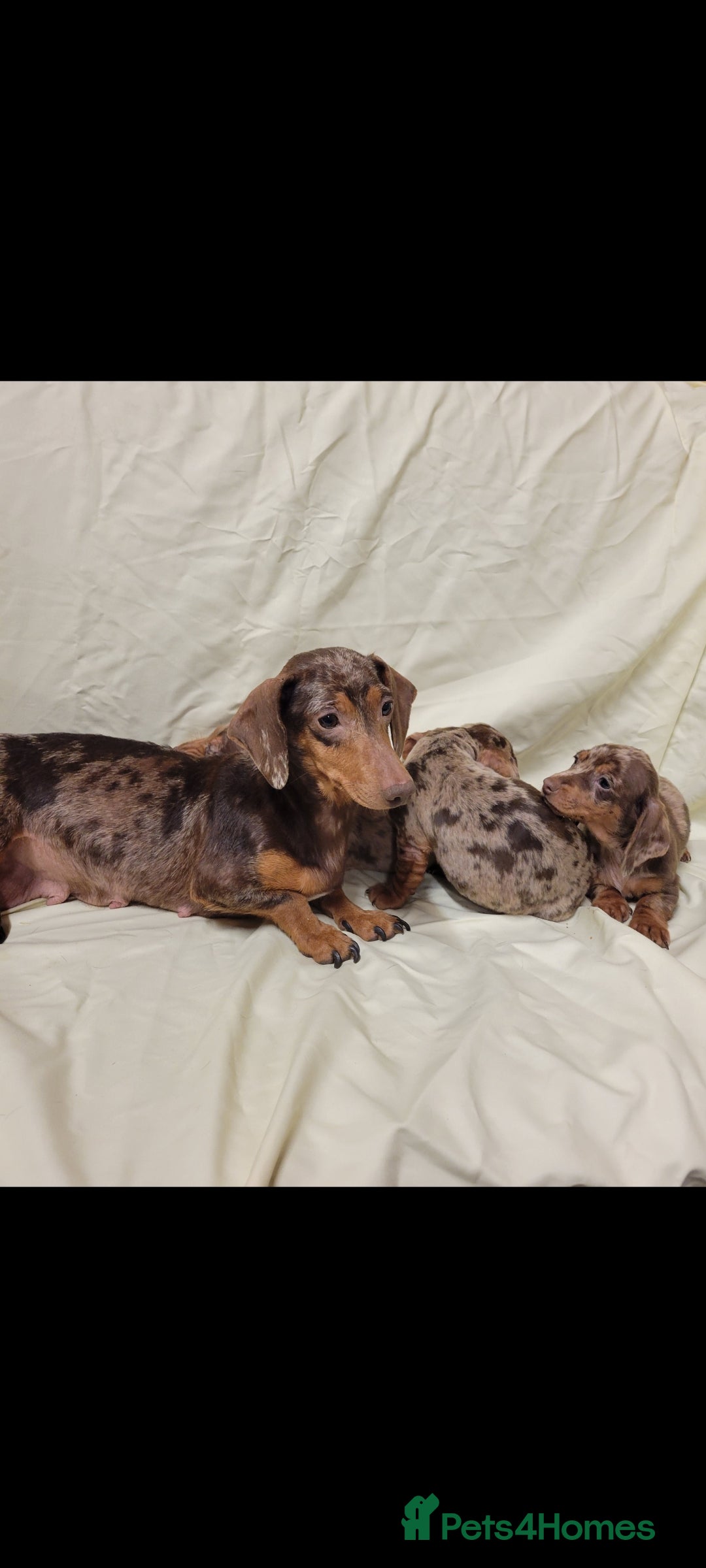 Miniature Dachshund dogs Miniature Dachshund Puppies for Sale - Advert 1