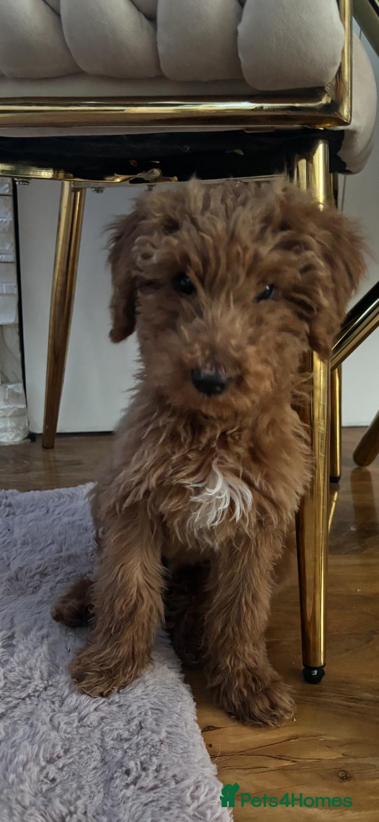 Goldendoodle dogs F1Goldendoodel puppies now ready for new home  - Advert 5