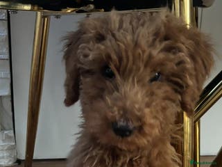 Goldendoodle dogs F1Goldendoodel puppies now ready for new home - Advert 14