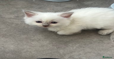 Ragdoll cats - Advert 2