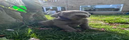 Labrador Retriever dogs for sale: 5 generations pedigree silver Labrador puppies  - Advert 11