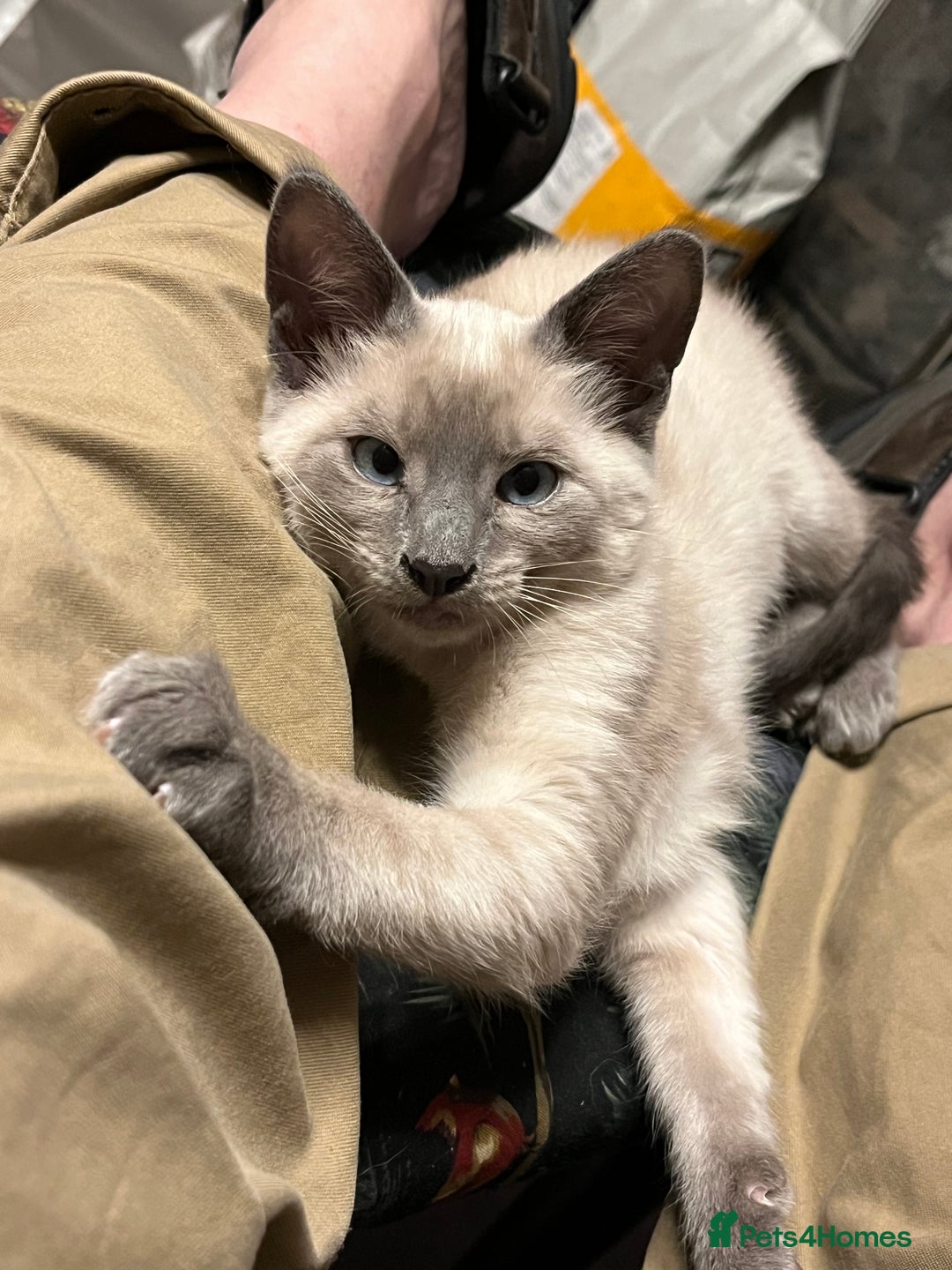 Oriental cats for sale: 5 STUNNING RAGAMESE KITTENS - Image 12