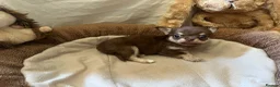 Chihuahua dogs for sale: Chihuahua puppies with blue and green eyes 2 m & 2 - Advert 15