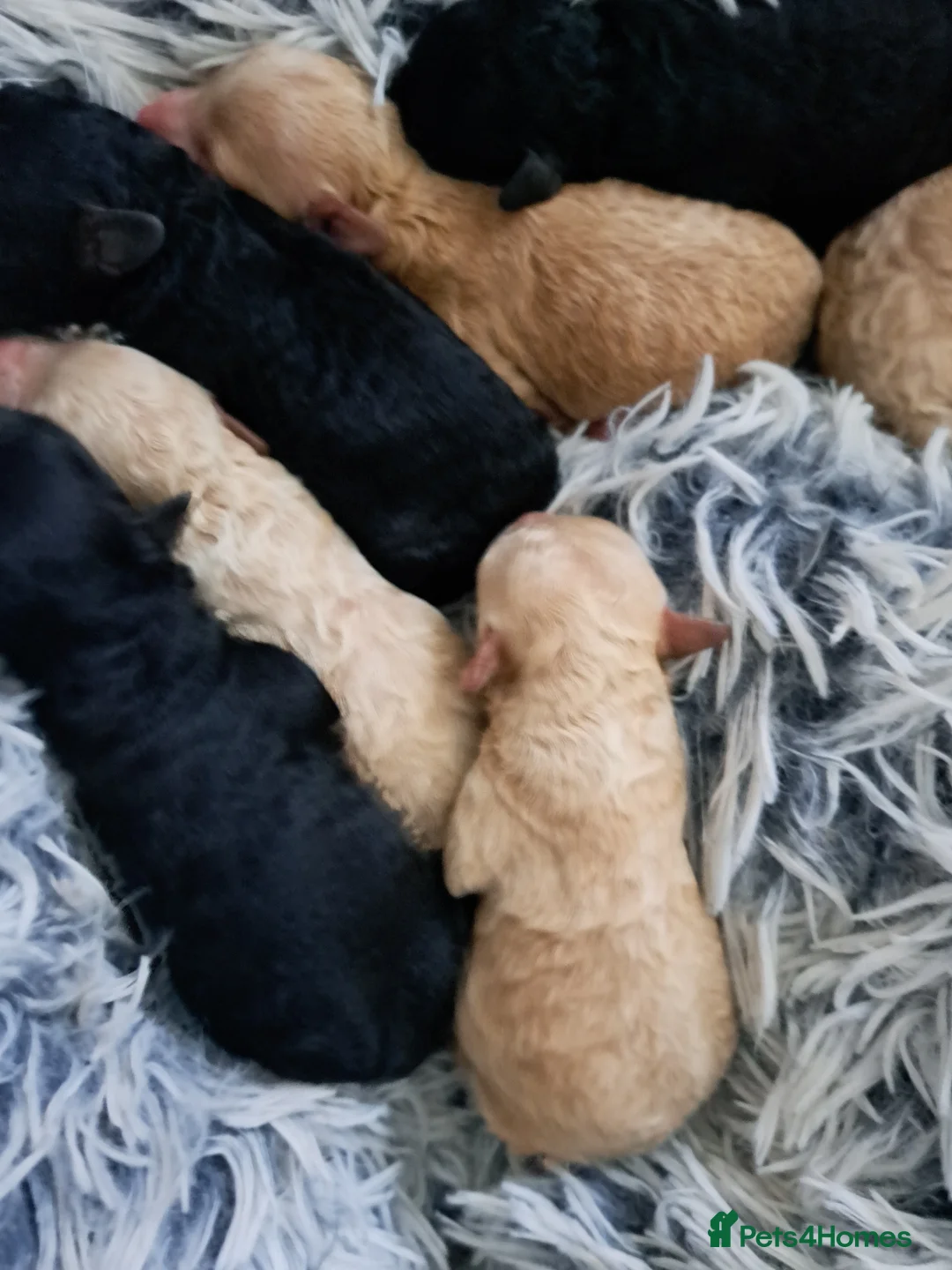 Toy Poodle dogs for sale:   **   day toy poodle kc girls&boys black and red - Advert 4