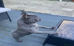 French Bulldog dogs for sale: French bulldog pup girl BLUE 13 weeks old - Image 16