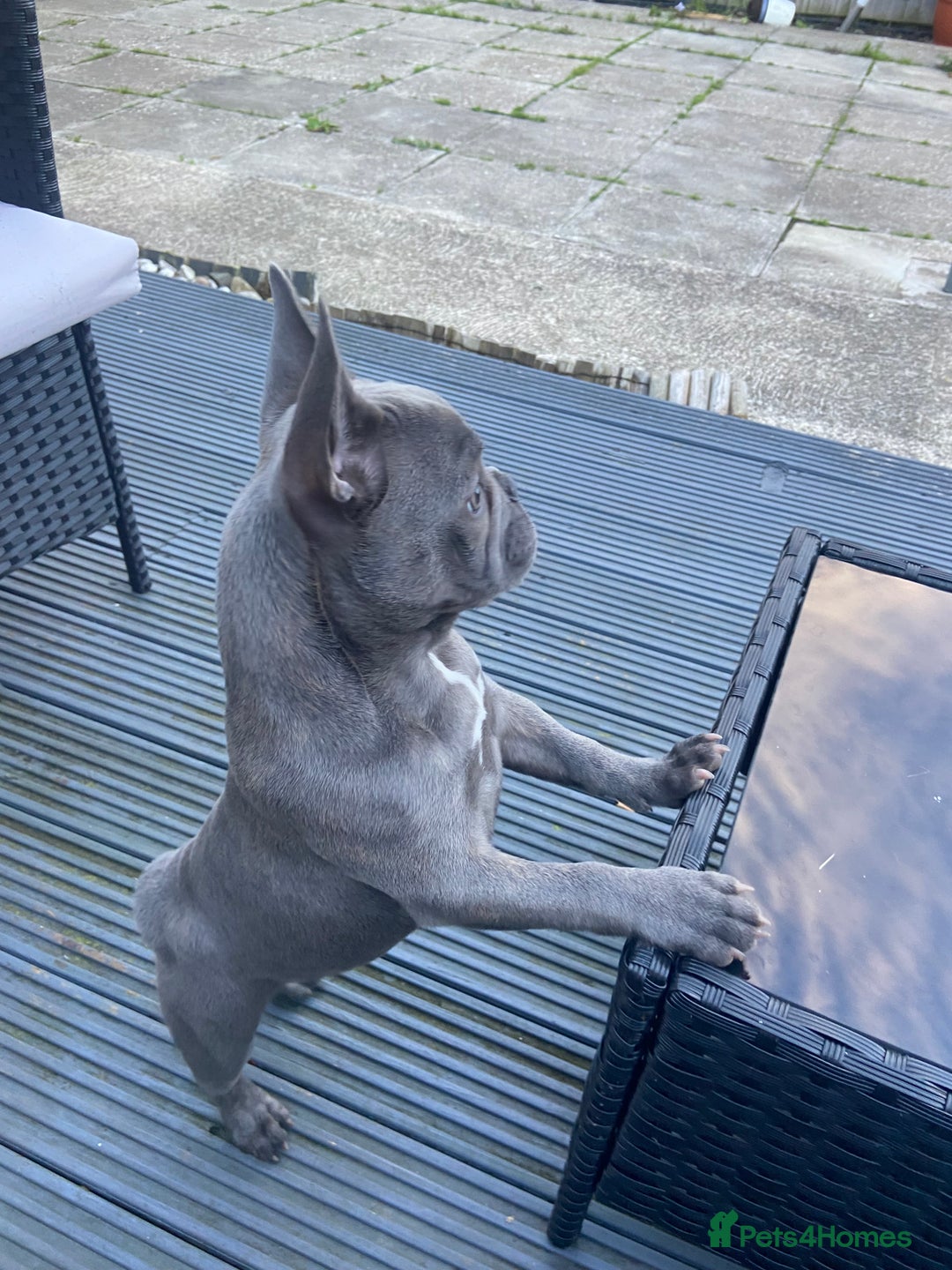 French Bulldog dogs for sale: French bulldog pup girl BLUE 13 weeks old - Image 16