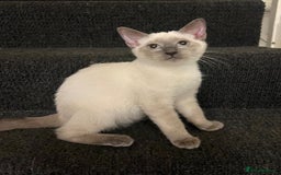 Ragdoll cats for sale: Adorable kitten for sale  - Image 6