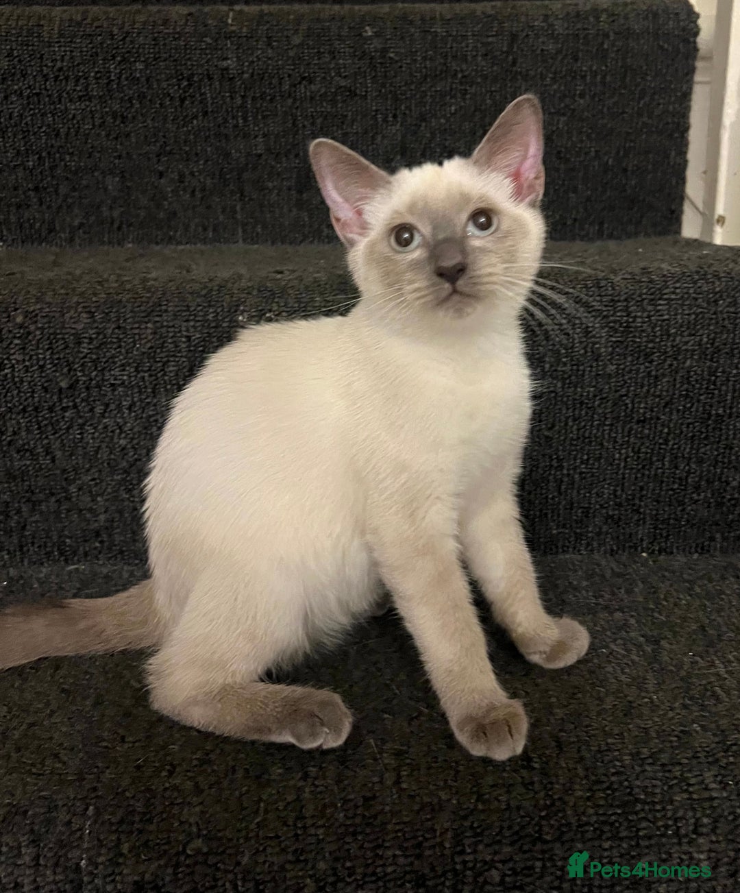 Ragdoll cats for sale: Adorable kitten for sale  - Image 6