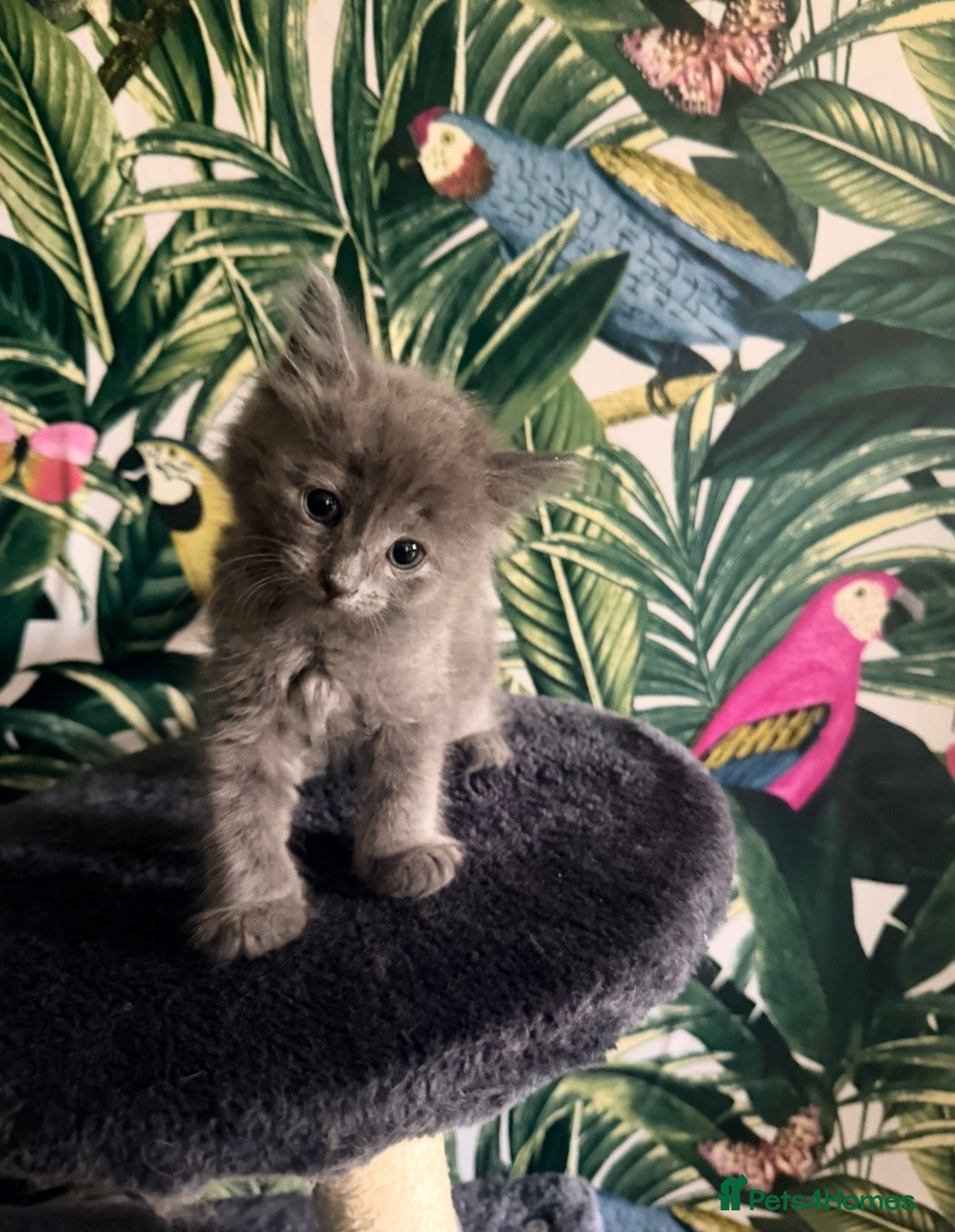 Mixed Breed cats Beautiful Maine coon mix kitten  - Advert 2