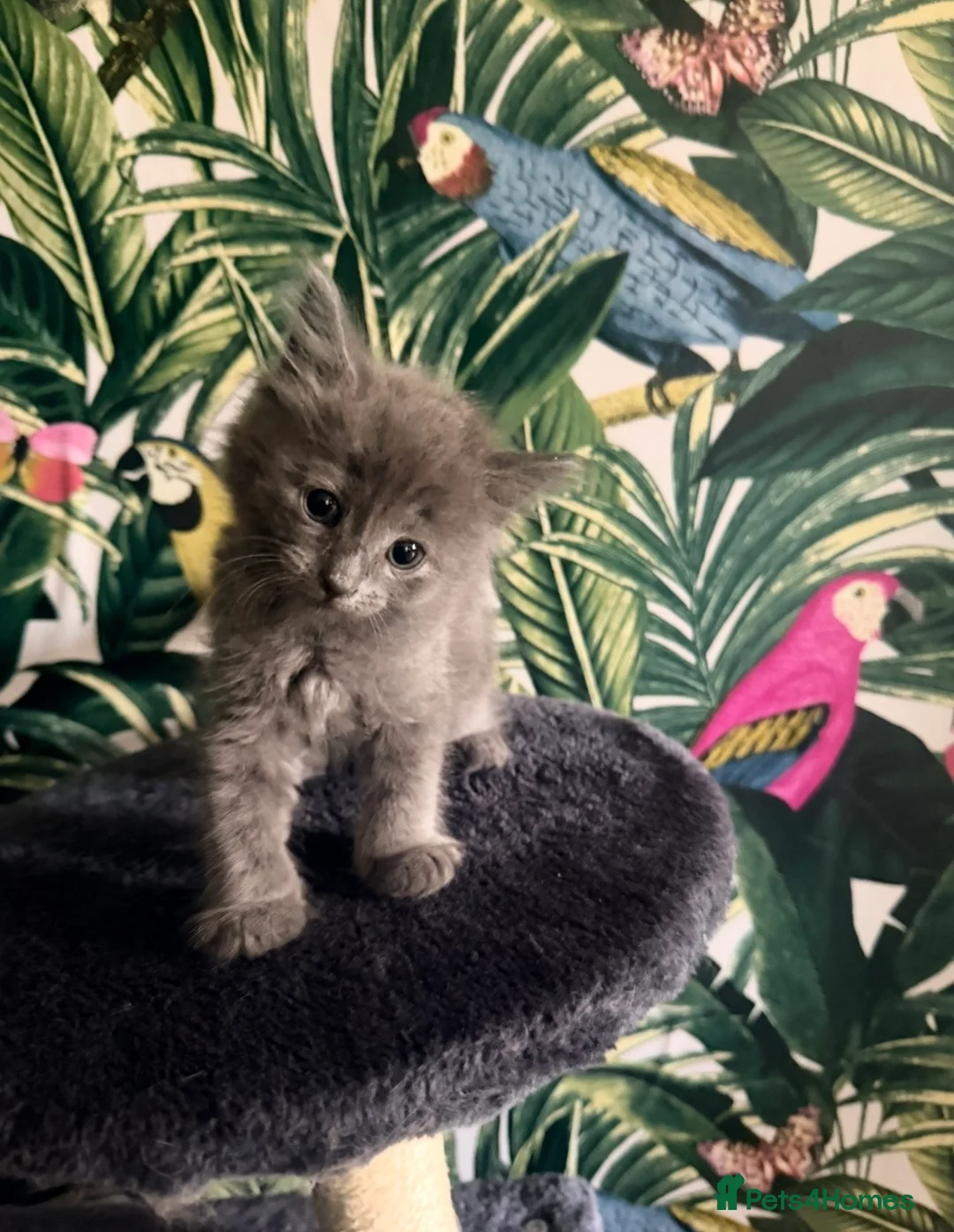 Mixed Breed cats for sale: Beautiful Maine coon mix kitten  in London - Advert 1
