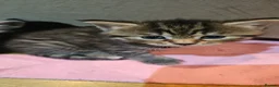 Mixed Breed cats for sale: 4 kittens in Accrington - Advert 6