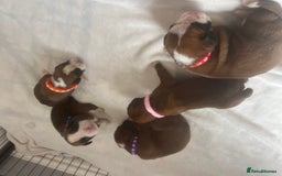 Boxer dogs for sale: Stunning Kc Boxer Puppies - Image 15