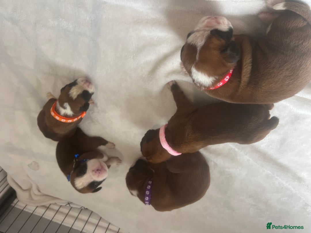 Boxer dogs for sale: Stunning Kc Boxer Puppies - Image 15