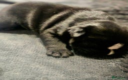 English Bulldog dogs for sale: KC Reg Champion Bloodlines 1 Girl Left £ 2800 - Image 26