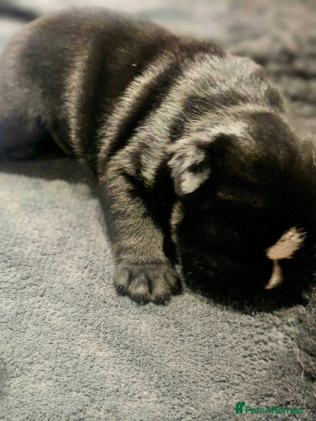 English Bulldog dogs for sale: KC Reg Champion Bloodlines 1 Girl Left £ 2800 - Image 26