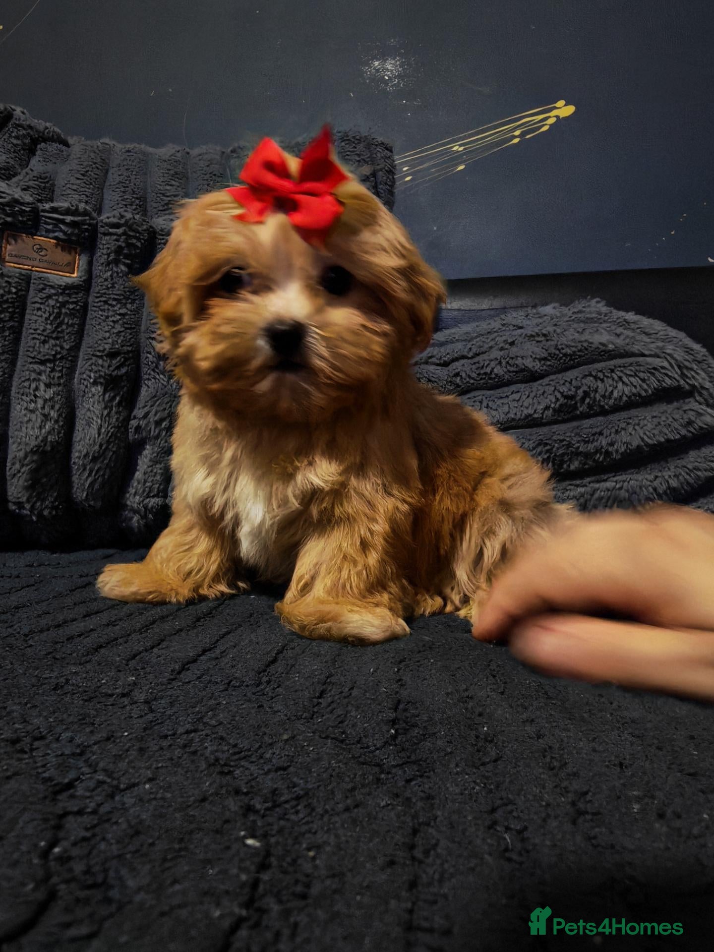 Maltipoo dogs Maltipoo Miny ready to Leave soon - Advert 19