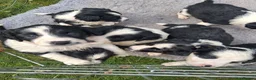 Mixed Breed dogs for sale: Lovely Sprollie Puppies  - Advert 7