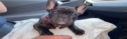 French Bulldog dogs for sale: Brindle female kennel club reg adult available  - Advert 24