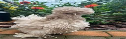 Chickens poultry for sale: 6x Silkies USA Hatching Eggs Collection OrDelivery - Advert 3