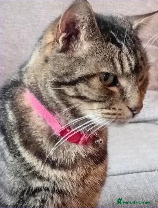 Mixed Breed cats A lovely older lad looking for his forever home  - Advert 1
