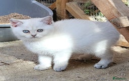 British Shorthair cats for sale: BSH Ginger & White, Calico & Gold Kittens - Image 9