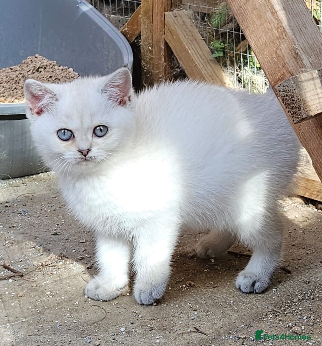 British Shorthair cats for sale: BSH Ginger & White, Calico & Gold Kittens - Image 9