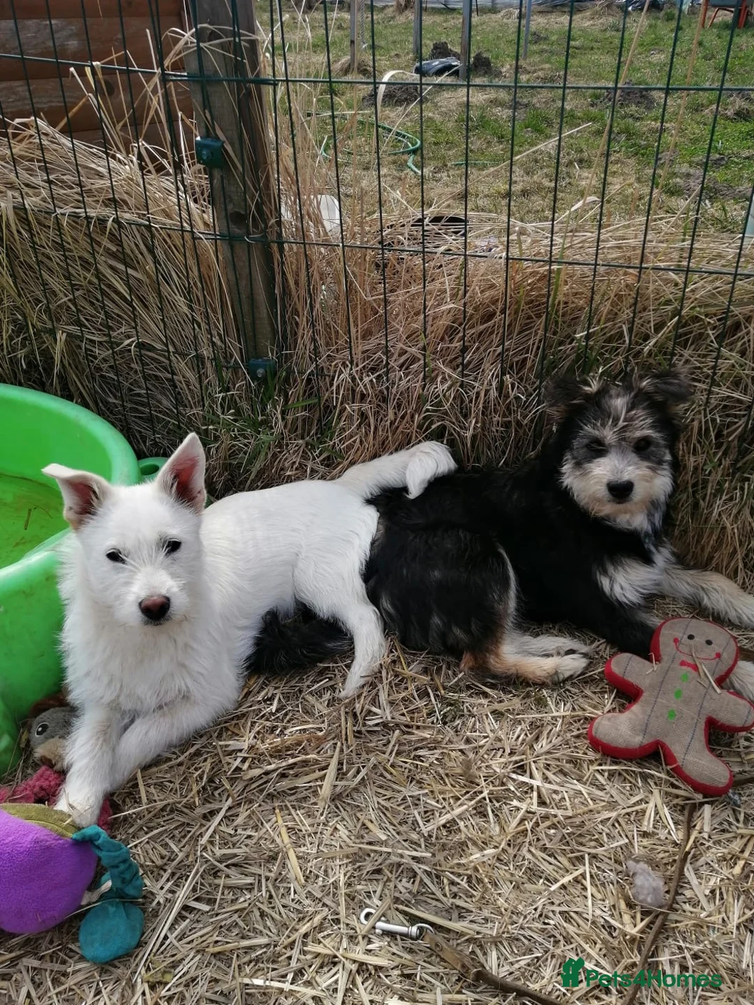Mixed Breed dogs for adoption: ❤️🐶 KUTUSHA, CINDY & MALIBU in Burton-on-Trent - Advert 2