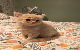 Mixed Breed cats for sale: Ragdoll X Russian Blue X - Image 2