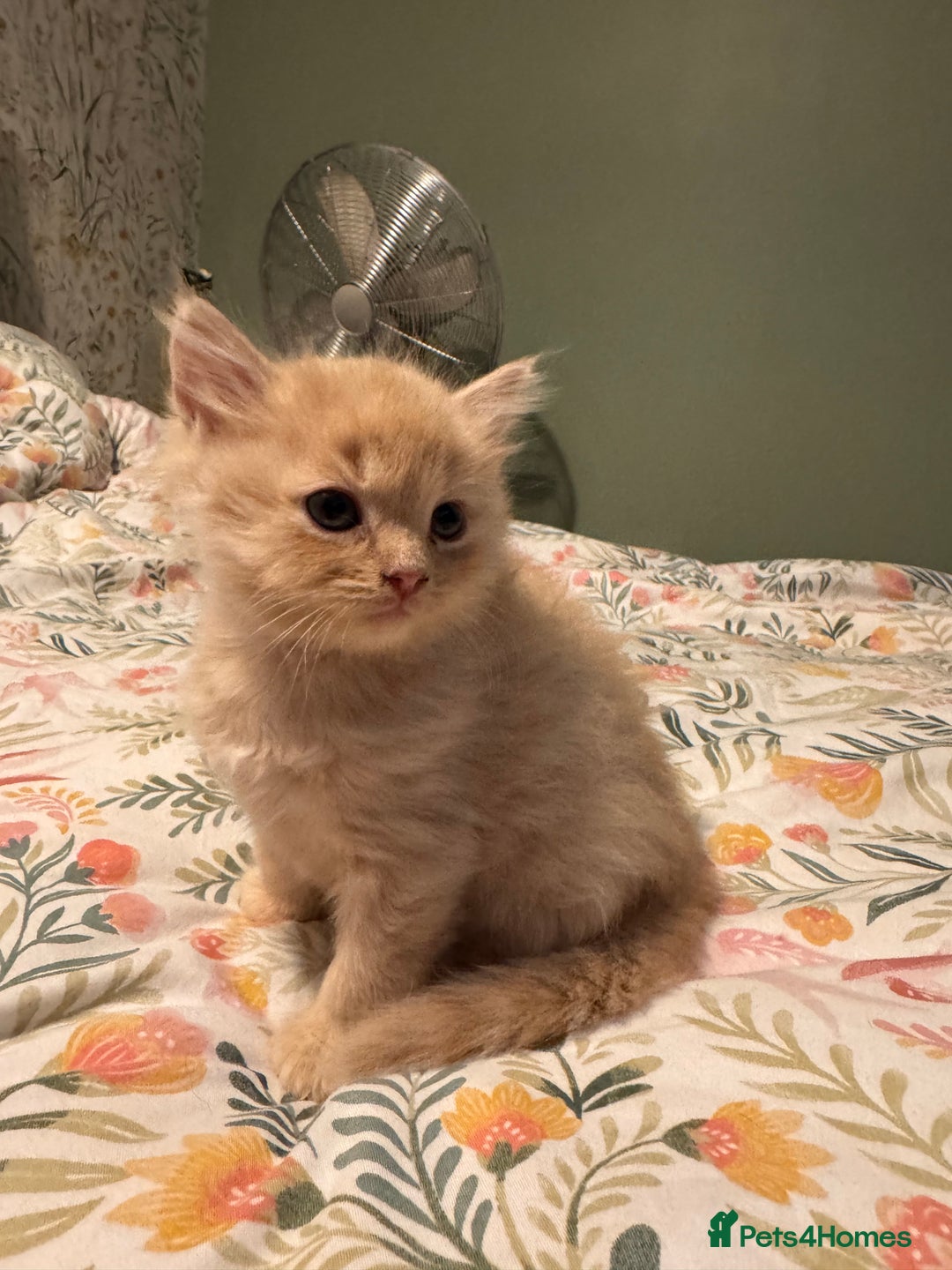 Mixed Breed cats for sale: Ragdoll X Russian Blue X - Image 2