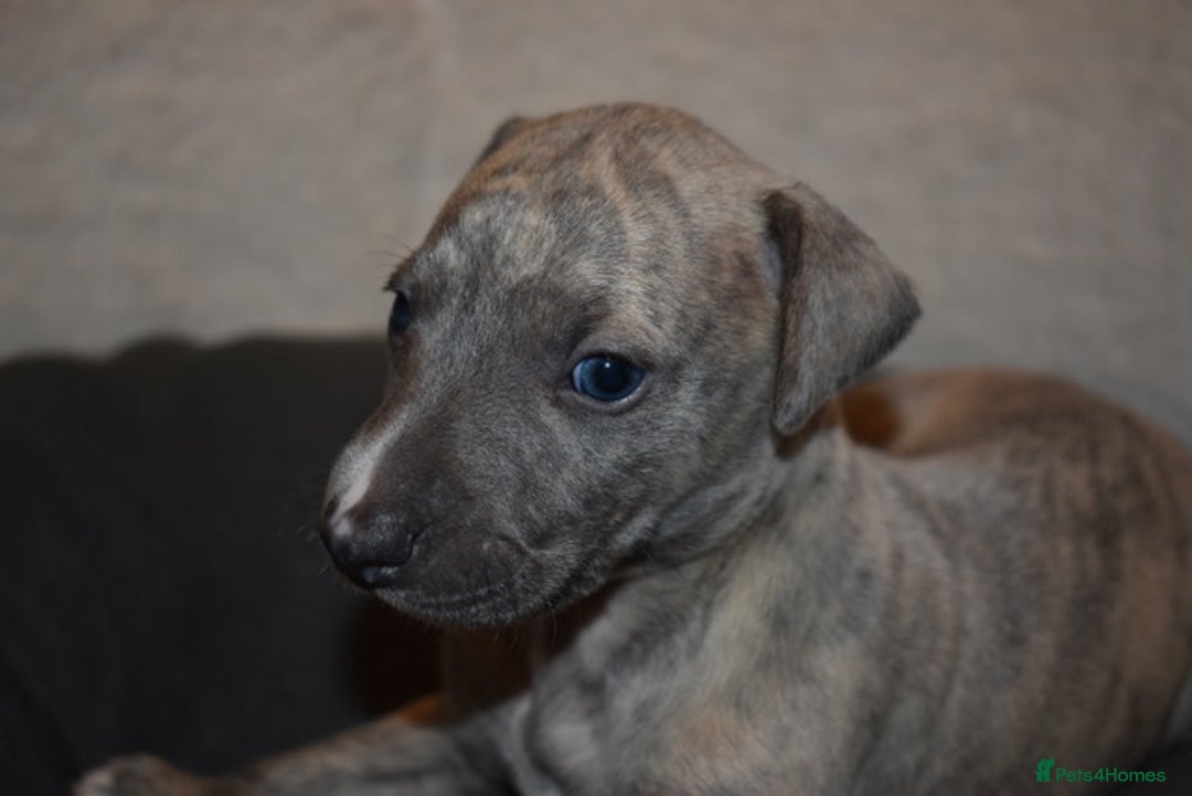 Whippet dogs for sale: Beautiful Pedigree Whippet Puppies - Advert 6