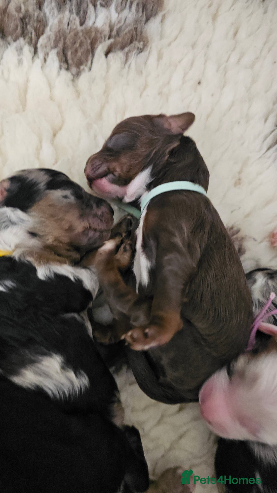 Cavapoo dogs for sale: STUNNING FULLY HEALTH TESTED F1B CAVAPOO  - Advert 26