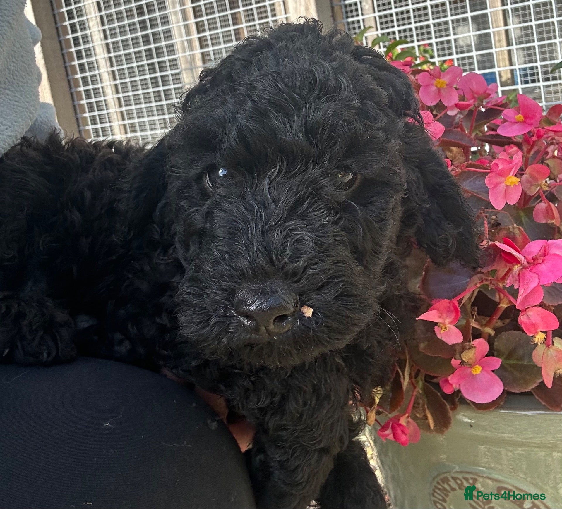 Cockapoo dogs for sale: READY NOW 2 Beautiful Cockapoo boys  - Advert 3