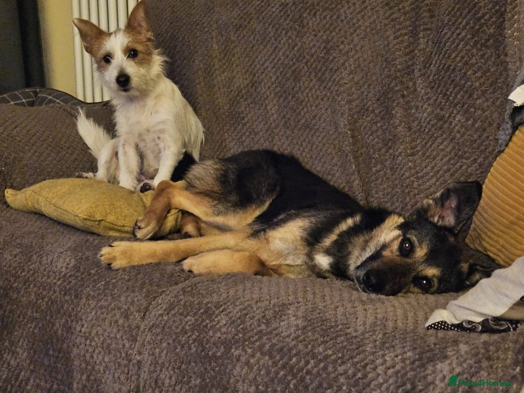 Mixed Breed dogs for adoption: Tio - FOR ADOPTION - Advert 3