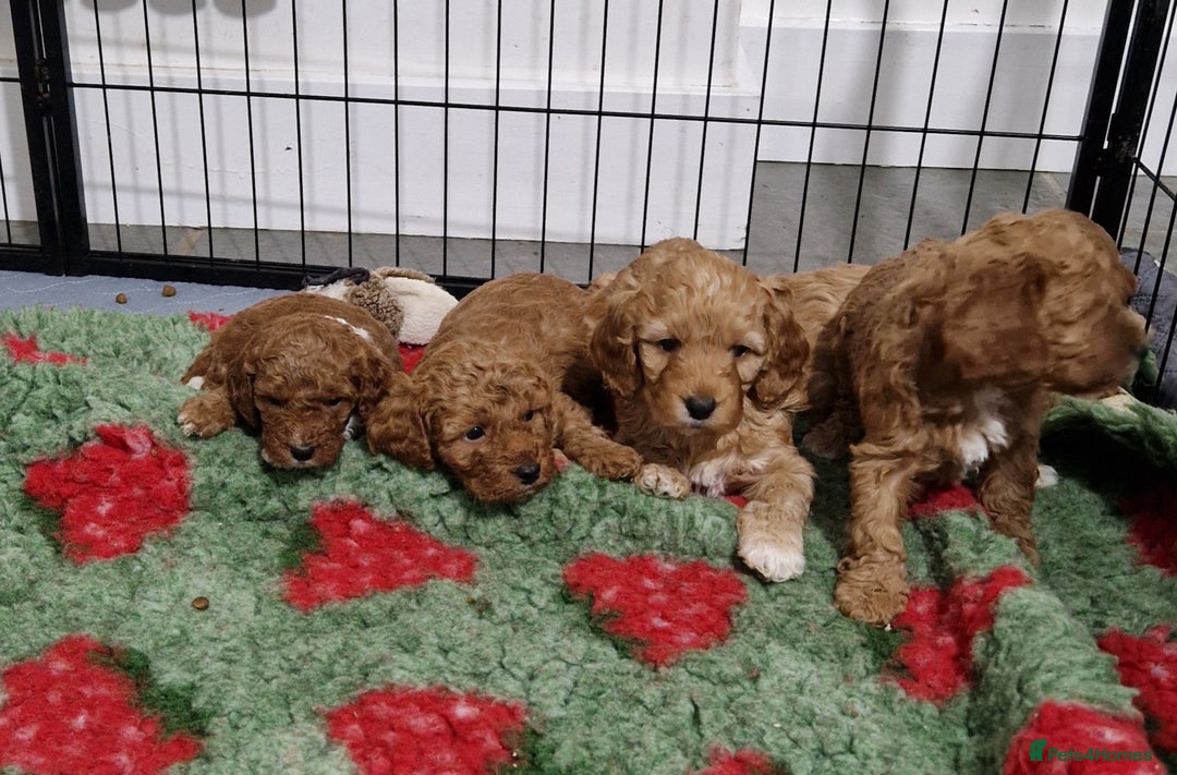 Cockapoo dogs for sale: Cockapoo - Advert 1