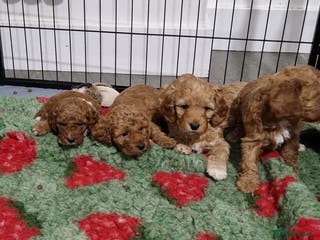 Cockapoo dogs Cockapoo - Advert 17