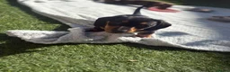 Miniature Dachshund dogs for sale: READY TO GO ! Miniature smooth haired dachshund - Advert 16