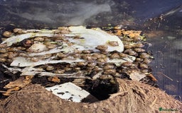 Snails invertebrates for sale: African land snail babies - Image 1