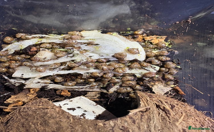 Snails invertebrates - Advert 1