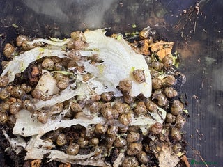 Snails invertebrates - Advert 3