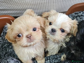 Shih Tzu dogs Tiny Imperial Shih tzu babies - Advert 8