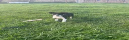 Border Collie dogs for sale: ⭐️2 Border Collie Pups left⭐️ - Advert 3