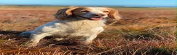 Cocker Spaniel dogs for sale: Working cocker spaniel Field trial champion lines  in Saltburn-by-the-Sea - Advert 4
