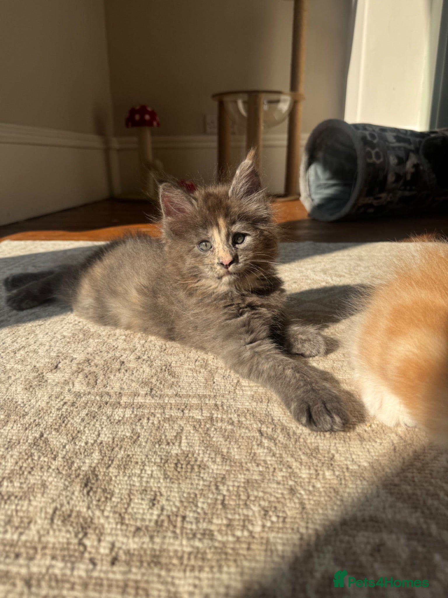 Maine Coon cats     ✨TICA Maine Coon Kittens | Licensed Breeder✨ - Advert 2