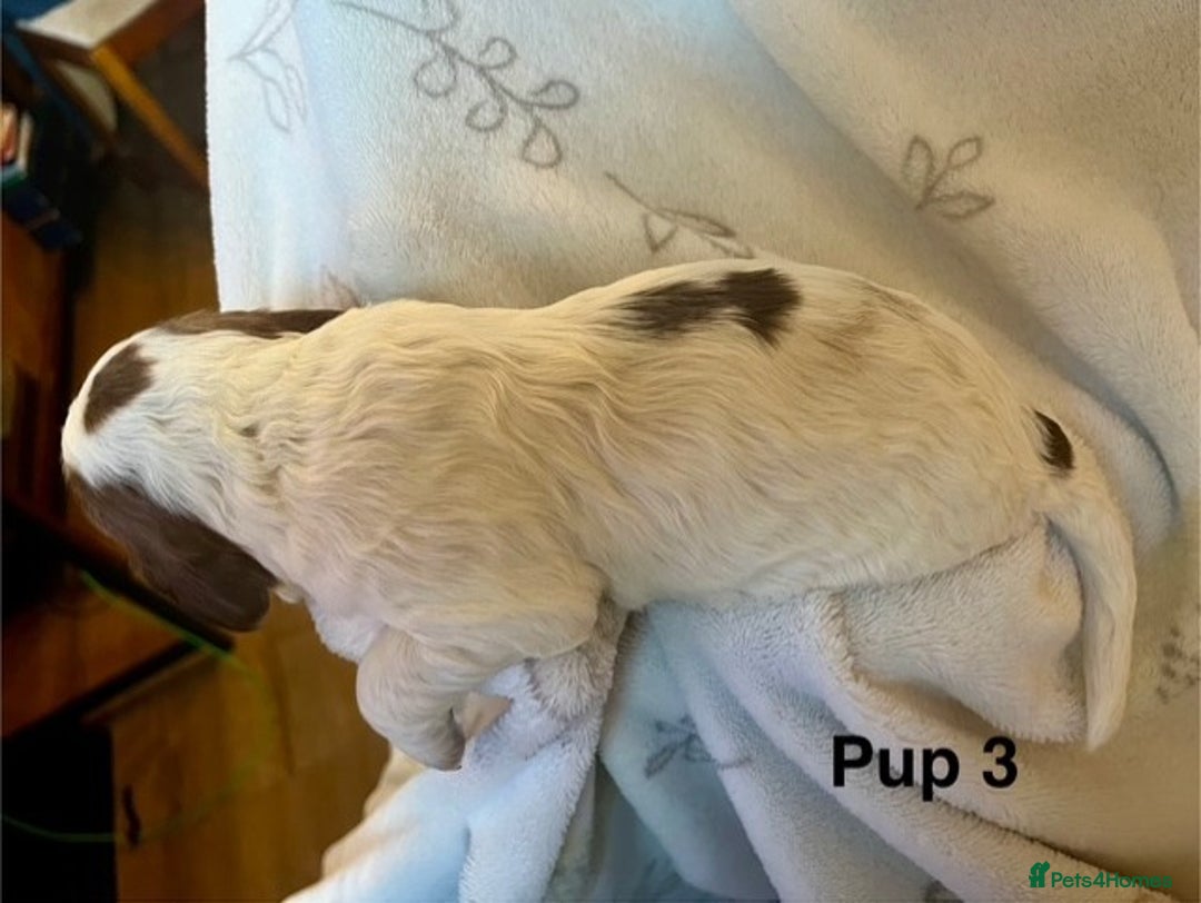 Cockapoo dogs for sale: Adorable Cocker Spaniel/Cockapoo Puppies - Image 17