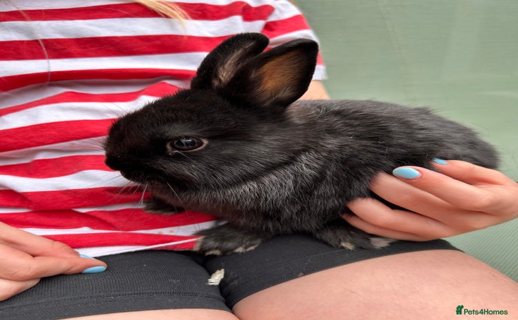 Netherland Dwarf rabbits - Advert 12